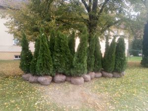 Thuja occidentalis 'Smaragd' - zerav západní