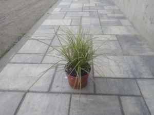 Carex brunnea 'Jubilo' - ostřice 