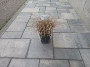 Carex flagellifera – ostřice bičíkovitá