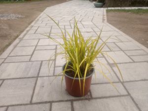 Carex elata 'Bowles Golden' - Ostřice vyvýšená