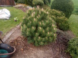 Pinus uncinata - borovice blatka