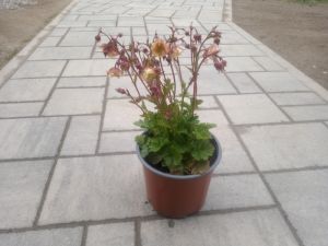 Geum Pretticoats Peach - kuklík šarlatový