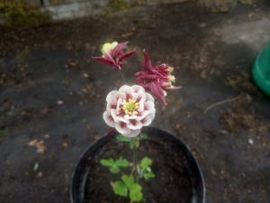 Aquilegia vulgaris 'Winky Double Red-White' - orlíček obecný