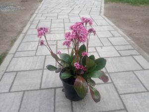 Bergenia 'PINK DRAGONFLY' - bergénie srdčitá