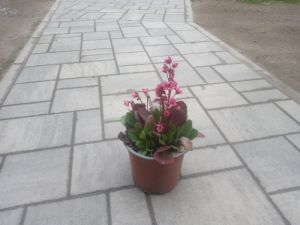 Bergenia cord. 'Flirt' - bergenie srdčitá