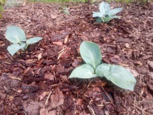 Hosta 'MOODY BLUES' - bohyška