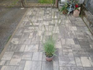 Molinia caerulea 'Moorhexe' - Bezkolenec modrý