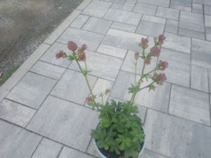 Astrantia major 'Roma' - Jarmanka větší 'Roma'