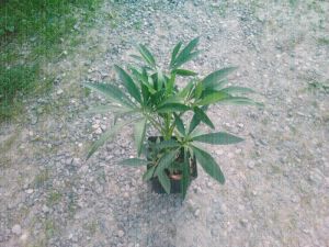 Helleborus foetidus - čemeřice smrdutá