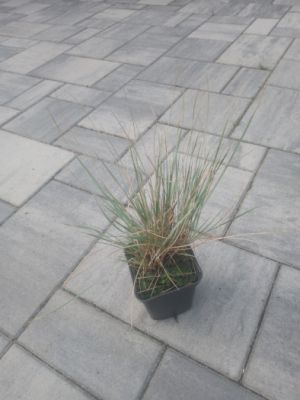 Helictotrichon sempervirens 'Saphirsprudel' - ovsík stálezelený