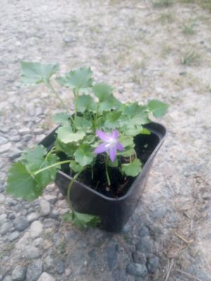 Campanula poscharskyana ´Stella´ - zvonek Poscharkův