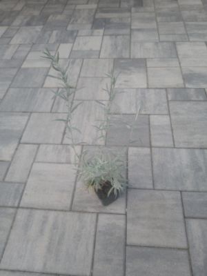 Artemisia ludoviciana 'Silver Queen' - pelyněk Ludvíkův