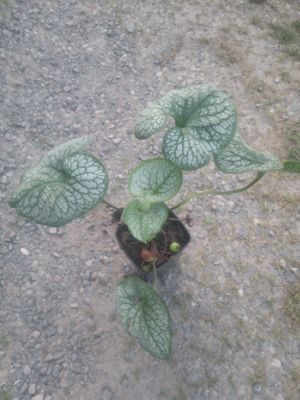 Brunnera macrophylla 'Sea Heart' - pomněnkovec velkolistý
