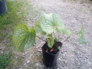 Brunnera macrophylla 'Alexander´s Great' - pomněnkovec velkolistý