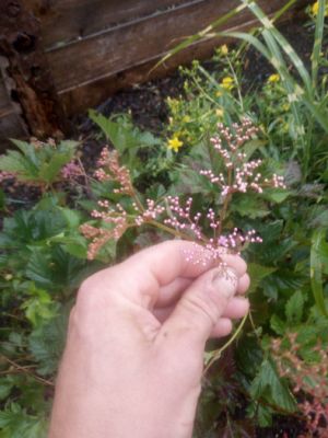 Filipendula palmata " Kahome " - tužebník 
