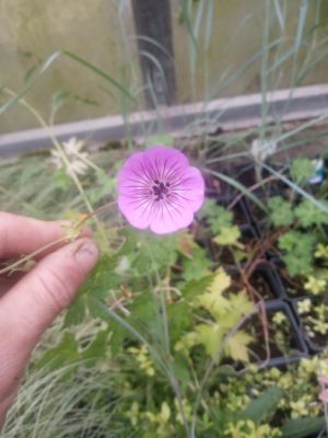 Geranium hybridum ´Kelly Anne´ - kakost hybridní