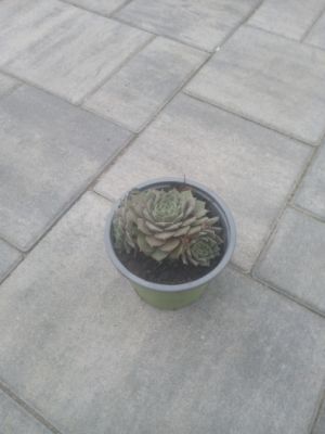 Sempervivum hybridum 'AQUILA' - netřesk