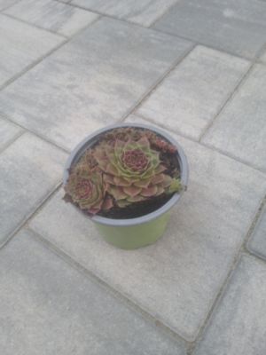 Sempervivum hybridum 'Draco' - netřesk