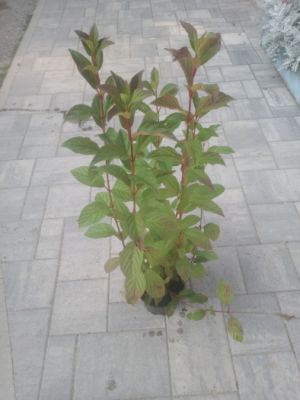Viburnum x bodnantense 'DAWN' - kalina bodnanská