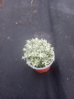 Antennaria dioica 'Rubra' - kociánek dvoudomý