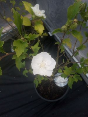 Hibiscus syriacus White Chiffon - Ibišek syrský