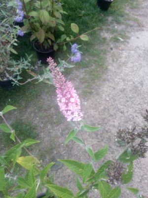 Buddleia davidii Pink Panther - komule Davidova