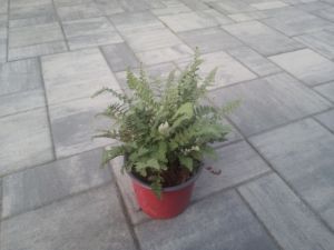 Cheilanthes lanosa 'Cimbra' - podvinka
