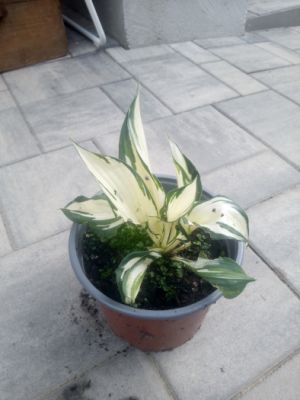 Hosta 'Fire and Ice' - bohyška