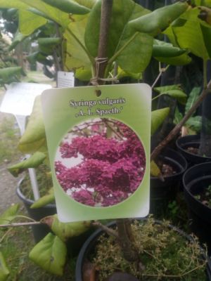 Syringa vulgaris 'And. an Ludwig Spaeth' - šeřík obecný