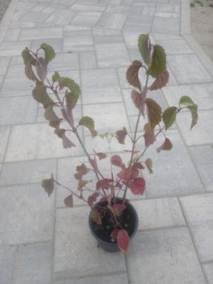 Viburnum dentatum 'Blue Muffin' - kalina zubatá