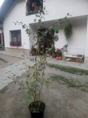 Betula utilis var. jacquemontii | bříza himalájská