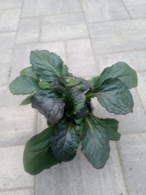 Ajuga reptans 'Catlin's Giant' - zběhovec plazivý