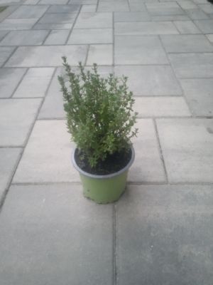 Thymus vulgaris 'Tim' - Tymián obecný