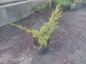Juniperus squamata 'Holger - jalovec šupinatý