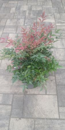 Nandina domestica 'Obsessed' - nebeský bambus