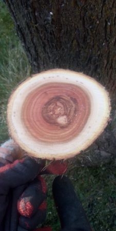 Prunus persica - broskvoň obecná