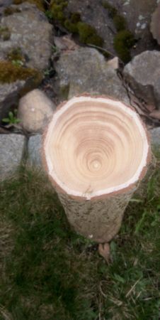 Ginkgo biloba - jinan dvoulaločný