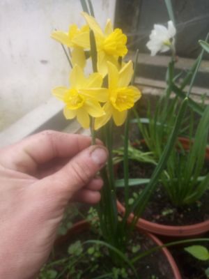 Narcissus cyclamineus 'February Gold' - narcis bramboříkokvětý 'February Gold'