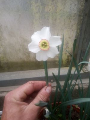 Narcissus poeticus 'Pheasant Eye Recurvus' - narcis 