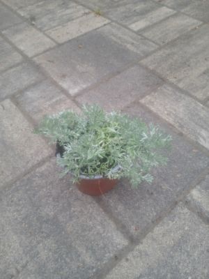Artemisia schmidtiana 'Nana' - pelyněk Schmidtův 'Nana'