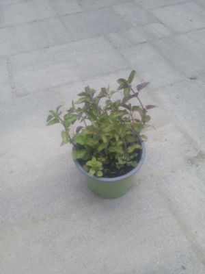 Origanum vulgare 'Green' - dobromysl obecný