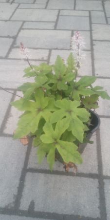 Tiarella 'Spring Symphony' - mitrovnicka 