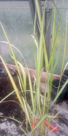 Calamagrostis acutiflora ´England´ - třtina ostrokvětá