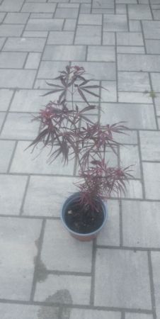 Acer palmatum 'RED PYGMY' japonský javor, javor dlanitolistý