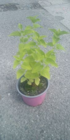 Nepeta govaniana - šanta 