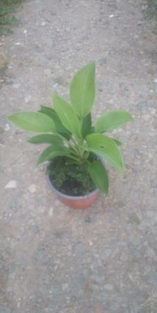 Hosta " T Rex " - hosta, bohyška, funkie