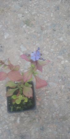 Ceratostigma plumbaginoides - olověnec plazivý