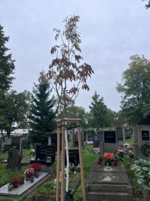Fraxinus americana 'Autumn Purple' - jasan americký