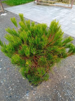 Pinus densiflora 'ALICE VERKADE' - borovice hustokvětá
