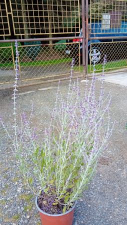 Perovskia atriplicifolia 'Little Spire' - perovskie lebedolistá